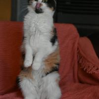 Junior touchante - badiane #1