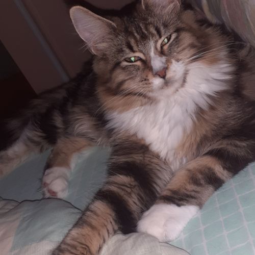 Maine coon femelle loof
