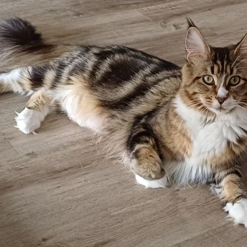 Maine coon femelle loof #2