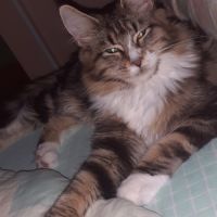 Maine coon femelle loof #0