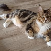 Maine coon femelle loof #2