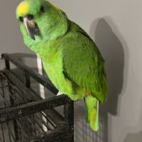 Amazone nuque d or #1