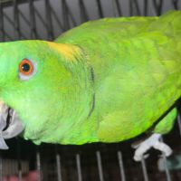 Amazone nuque d or #2