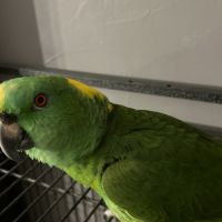 Amazone nuque d or #0