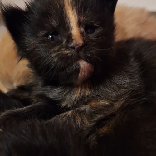 Chaton maine coon loof #1