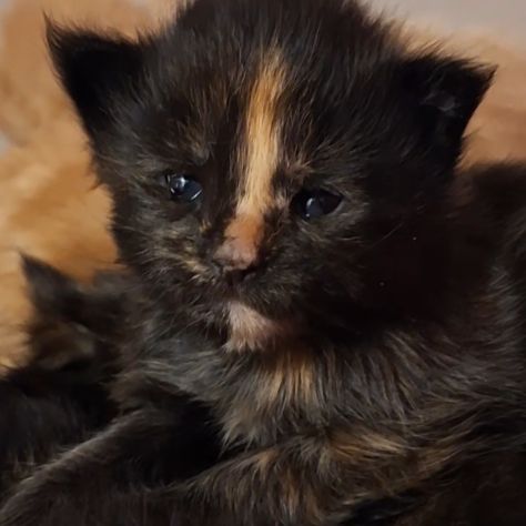 Chaton maine coon loof #2