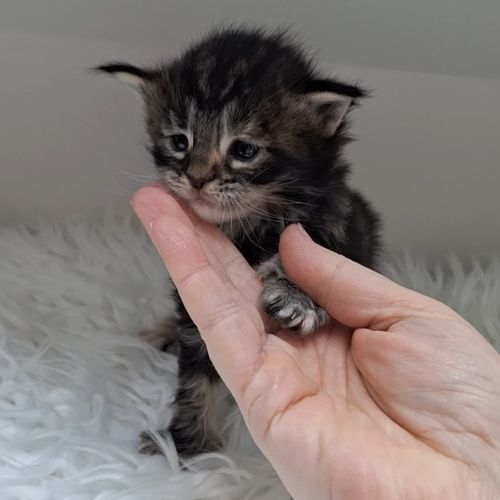 Chaton maine coon loof #3