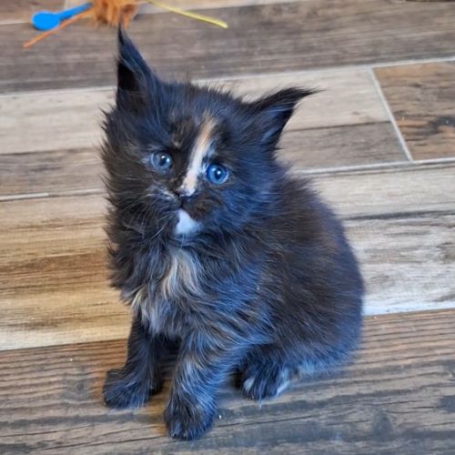Chaton maine coon loof