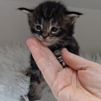 Chaton maine coon loof #0