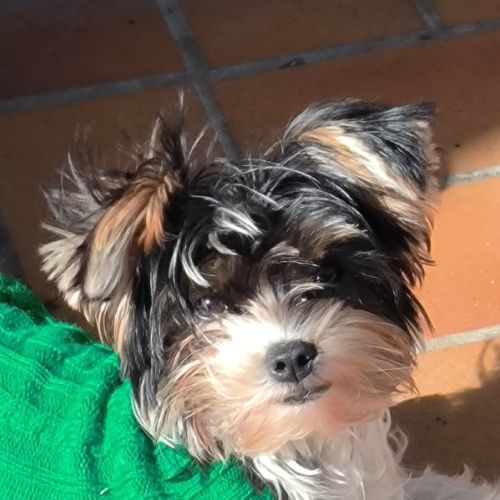 Chiot biewer yorkshire #1