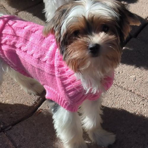 Chiot biewer yorkshire #3