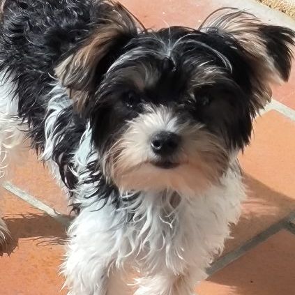 Chiot biewer yorkshire