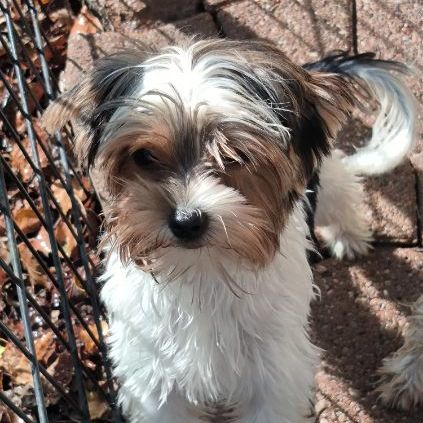 Chiot biewer yorkshire #6