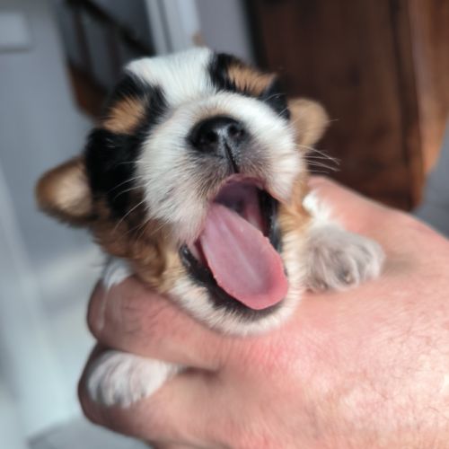 Chiot biewer yorkshire #8