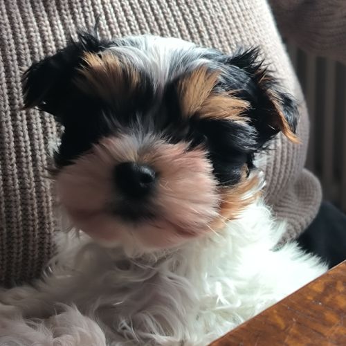 Chiot biewer yorkshire #9