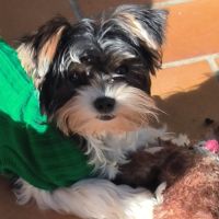 Chiot biewer yorkshire #2