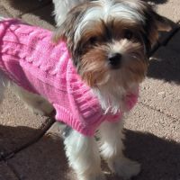 Chiot biewer yorkshire #3