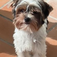 Chiot biewer yorkshire #4