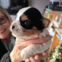 Chiot biewer yorkshire #7