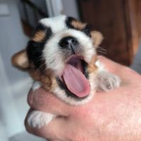 Chiot biewer yorkshire #8