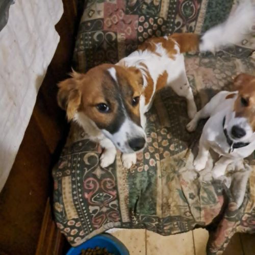 Vend chiot jack russell terrier #0