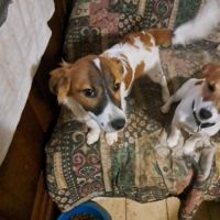 Vend chiot jack russell terrier