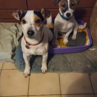 Vend chiot jack russell terrier #2