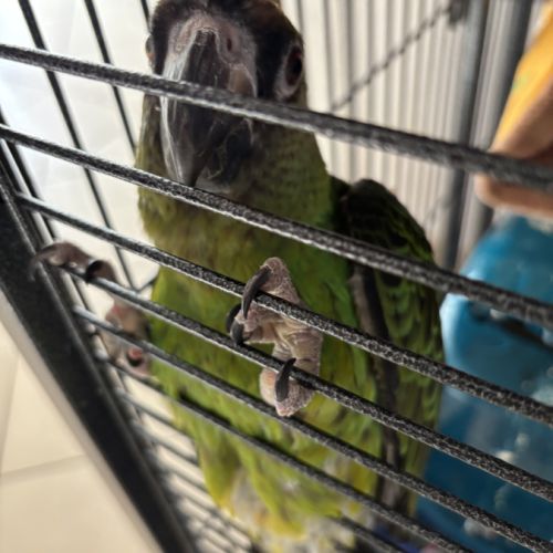 Perroquet de jardine