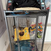 Perroquet de jardine #2