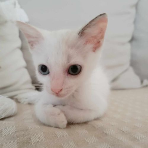 Lily rose, la plus mignonne #3