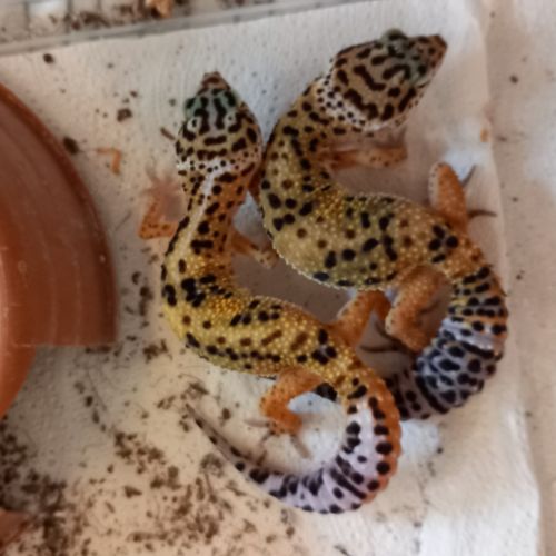Jeunes geckos léopards