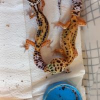 Jeunes geckos léopards #1