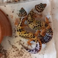 Jeunes geckos léopards