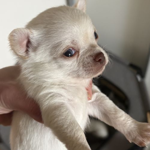 Magnifiques chiots chihuahuas #1