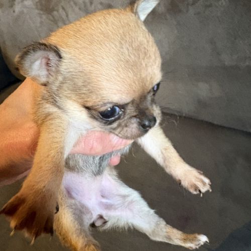 Magnifiques chiots chihuahuas #2