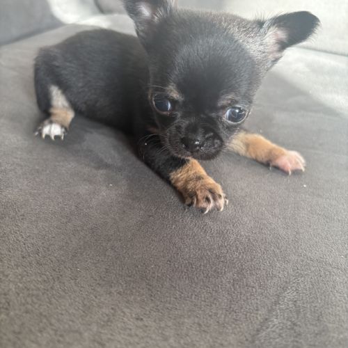 Magnifiques chiots chihuahuas #3