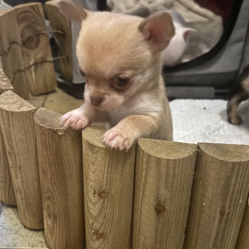 Magnifiques chiots chihuahuas #5