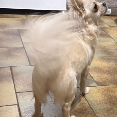 Magnifiques chiots chihuahuas #0