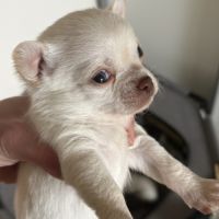 Magnifiques chiots chihuahuas #1