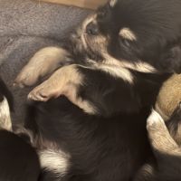 Magnifiques chiots chihuahuas #4