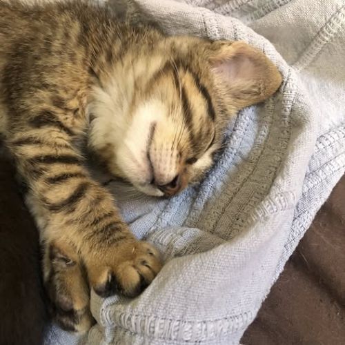 E-tron, ronronne comme un chat !