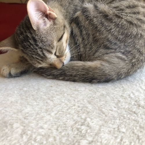 E-tron, ronronne comme un chat ! #3