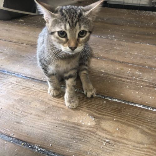 E-tron, ronronne comme un chat ! #4