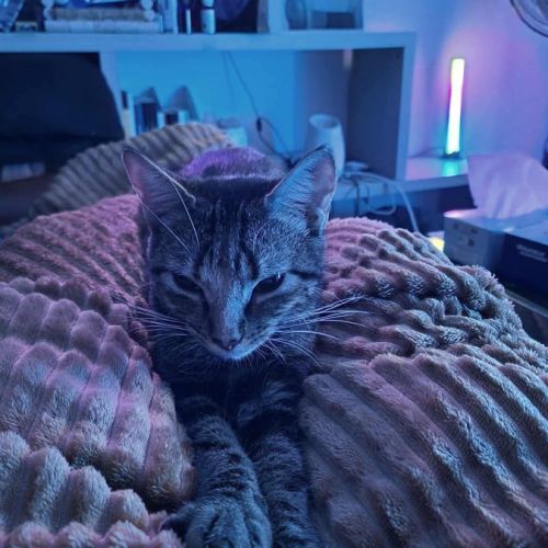 E-tron, ronronne comme un chat ! #6