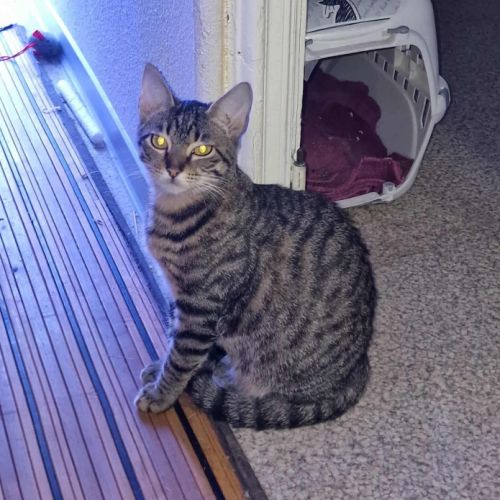 E-tron, ronronne comme un chat ! #7