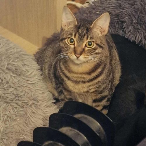 E-tron, ronronne comme un chat ! #8