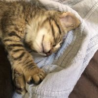 E-tron, ronronne comme un chat ! #0