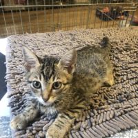 E-tron, ronronne comme un chat ! #2