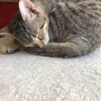 E-tron, ronronne comme un chat ! #3