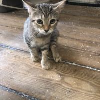 E-tron, ronronne comme un chat ! #4